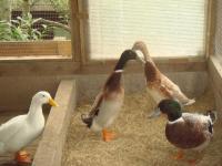 Ducks_5446.jpg